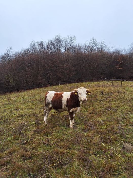 Vand doua juninci gestante si un tauras