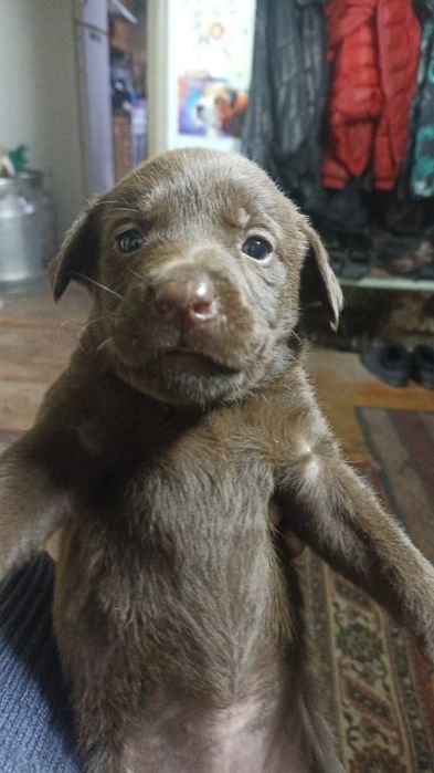 Продам щенков лабрадора