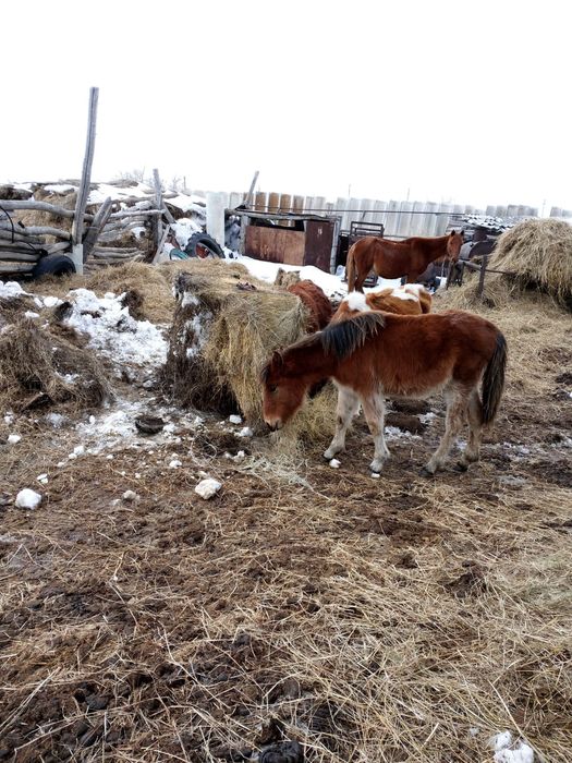 Продам житняк в рулонах