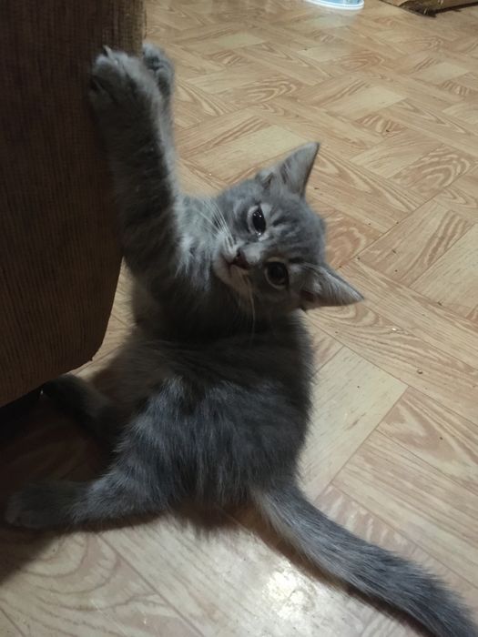 Котята в добрые и любящие руки.