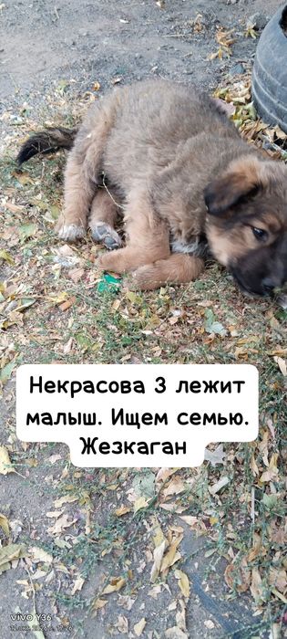 Щенки срочно ищут семью