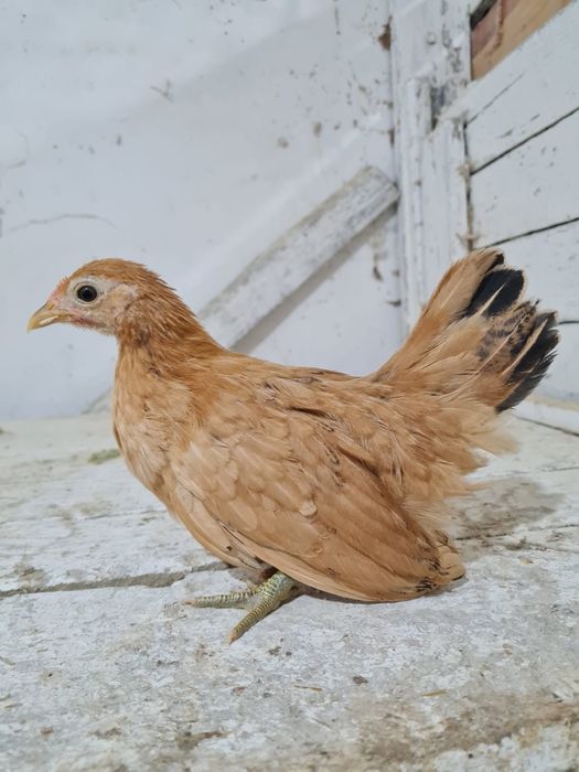 Vand pui tineret salbatic poza 2