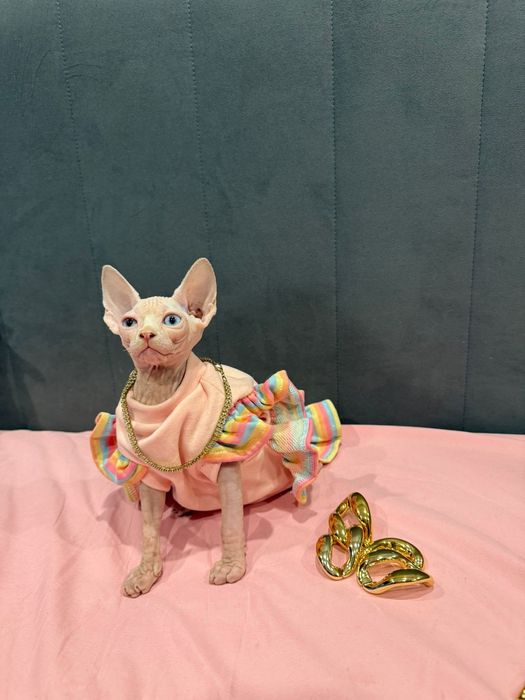 Сфинкс бамбино лонг