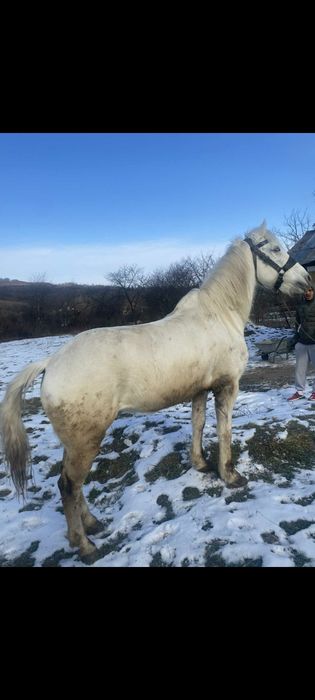 Vând cal preț 5000 lei detalii în privat