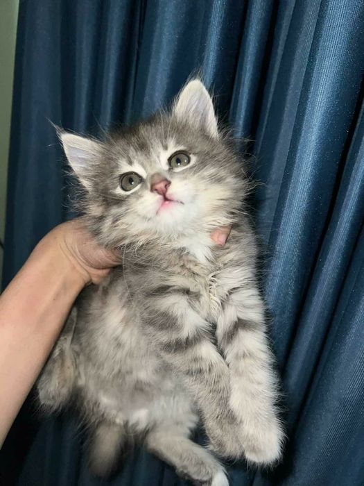 Мушук кошки мушик боласи