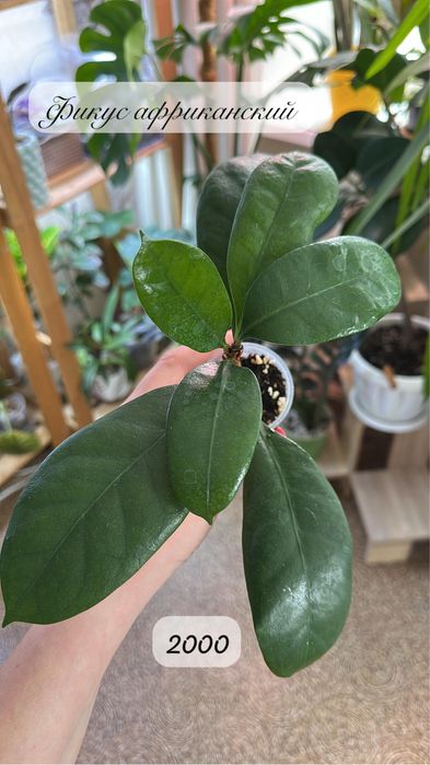 Комнатные растения