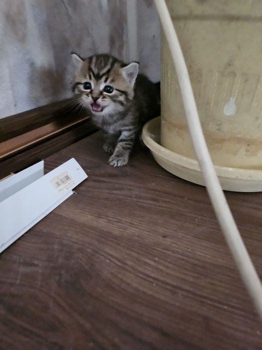 Шотландская девочка