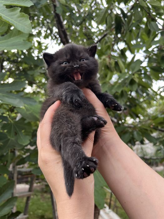 British Shorthair Black