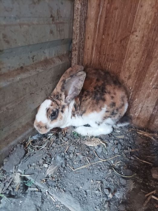 Reks sotiladi srochnaga