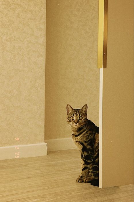 Пропал котик Муся