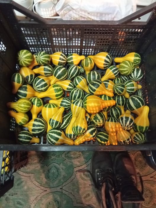 Декоративни кратунки