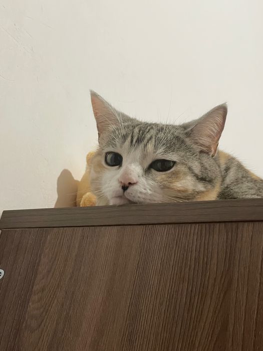 Кошку в добрые руки