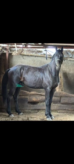 Продам Англо араба