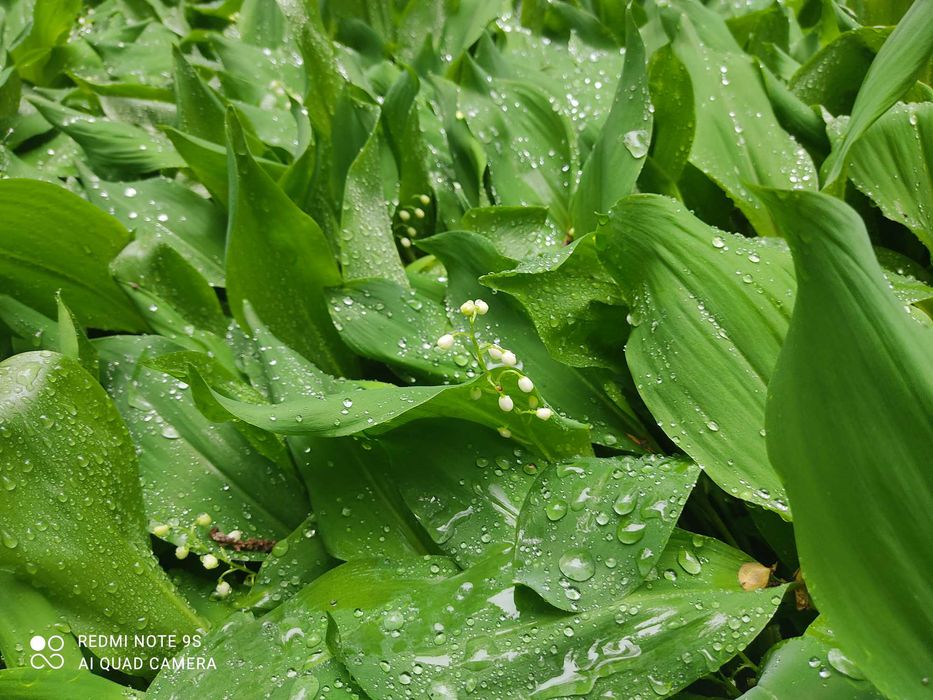 Ландыши, лилейники