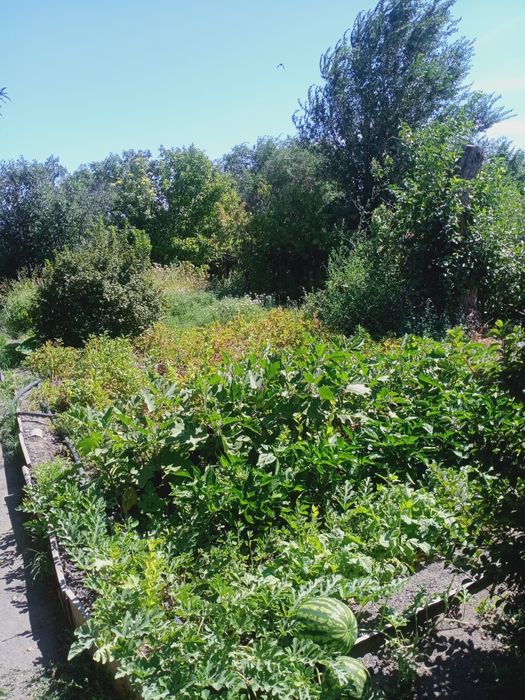 Продам дачу на БАМе срочно
