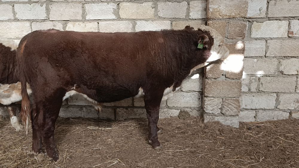 Бұқа бык бука откорм КХ плем раскол акбас