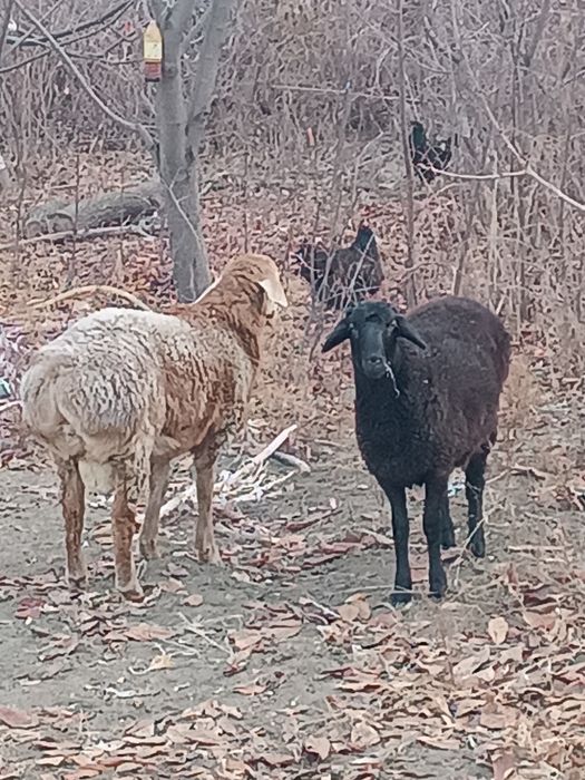 Продам два барана.