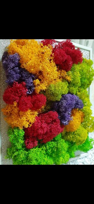 Tablou cu licheni stabilizati