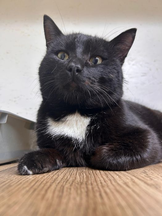 Пристраиваю кота!