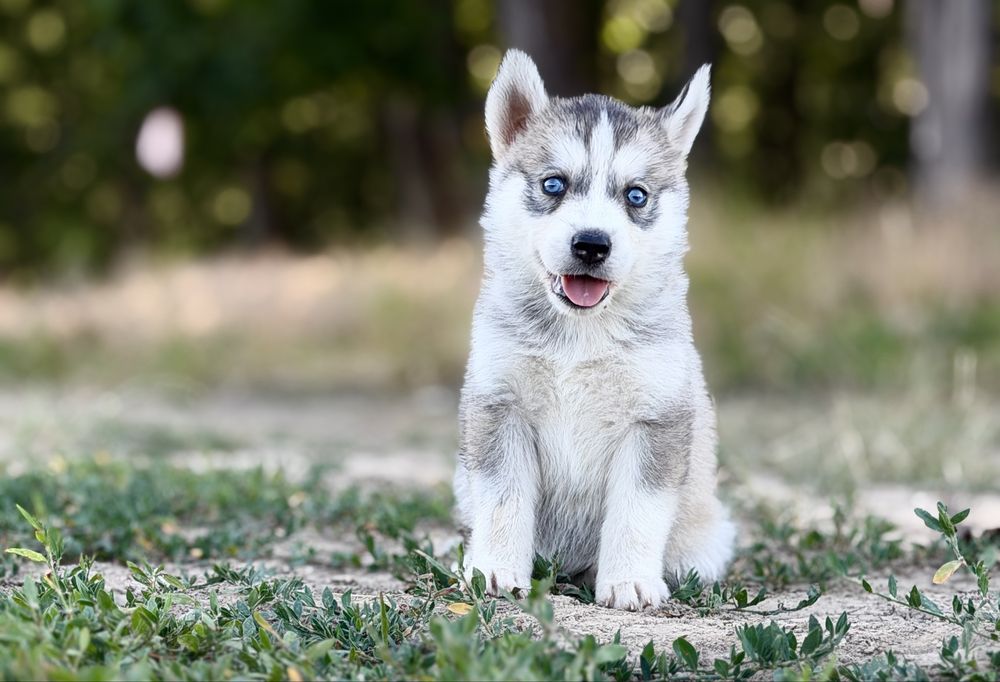 Femela rasa Husky Siberian!
