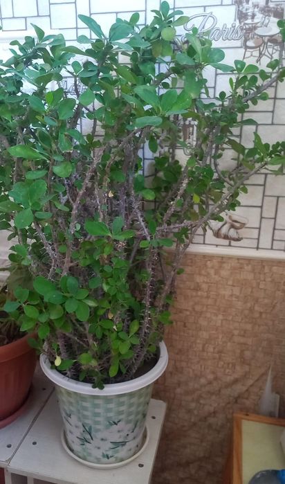 Срочно продам цветы