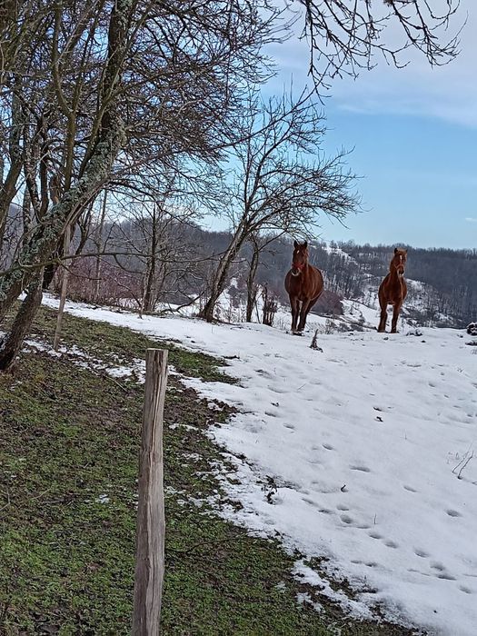 Iapă și mînza .9900 ron