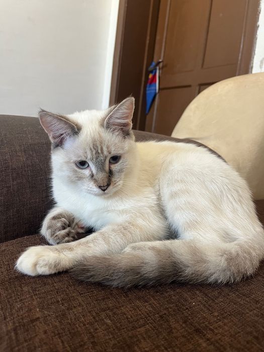 7 месячные котята ищут дом!!