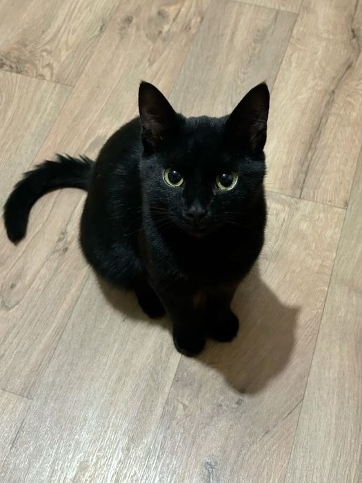 Передержка кошек