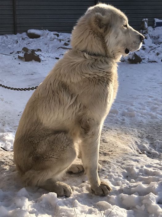 Продам тобет девочка молодая