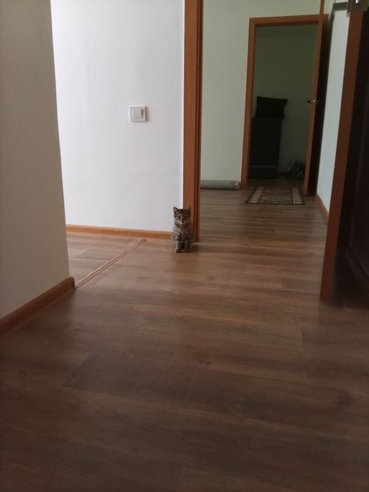 Котенок мальчик (маленький полосатый)