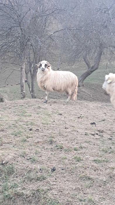 Vând berbeci pentru monta