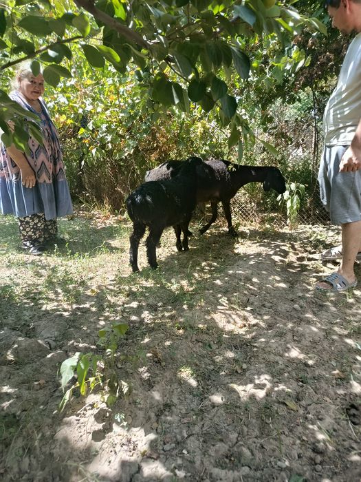 Куй она бола сотилади.