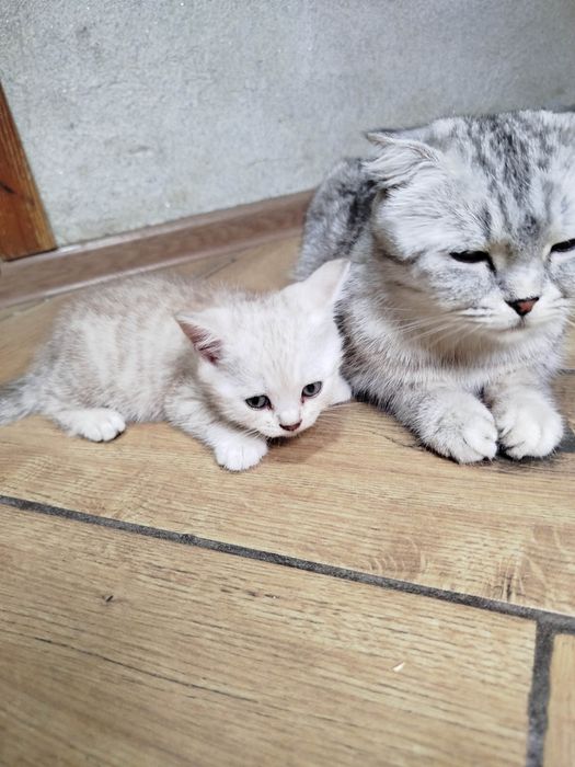 Шотландские котята
