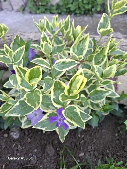 Пъстролистна и Зелена Винка Минор