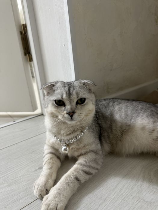 Кошка шотландский