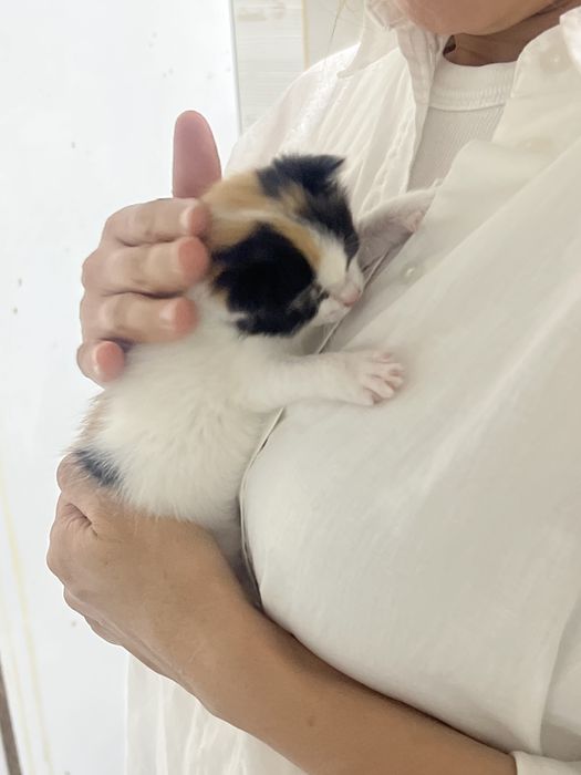 Отдам котенка в хорошие руки