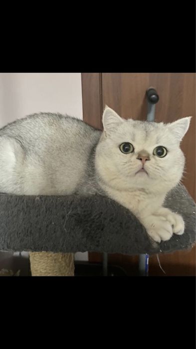 Вязка  кот шиншила