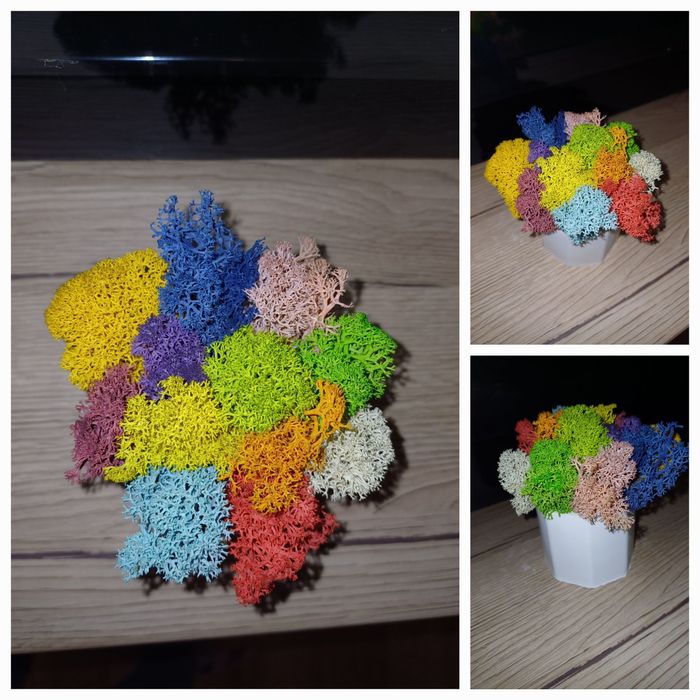 Кашпи със скандинавски мъх