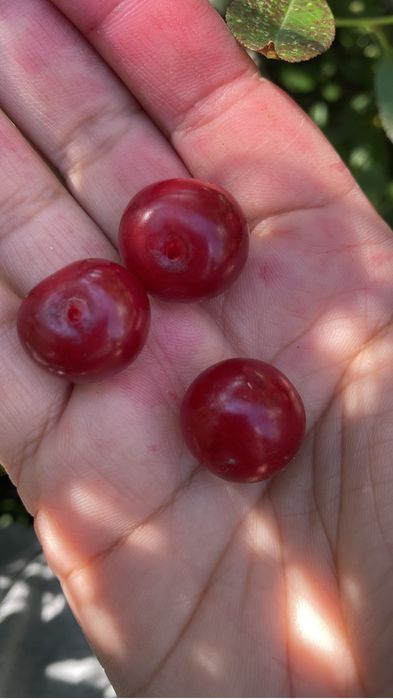 Продам вишню свежая
