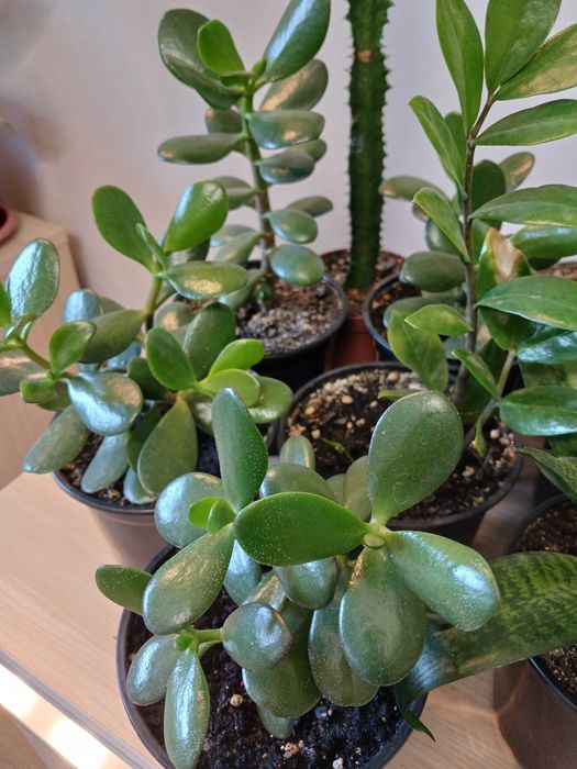 Продам цветы комнаные