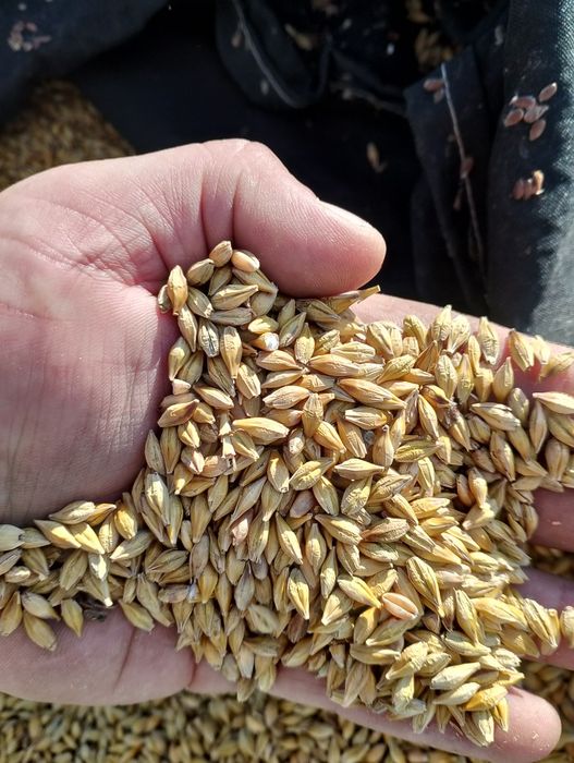 Продам на корма пшеницу
