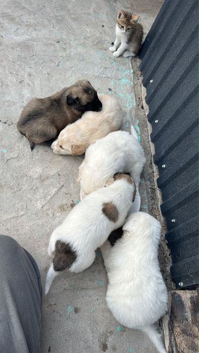 Щенки мальчики в добрые руки