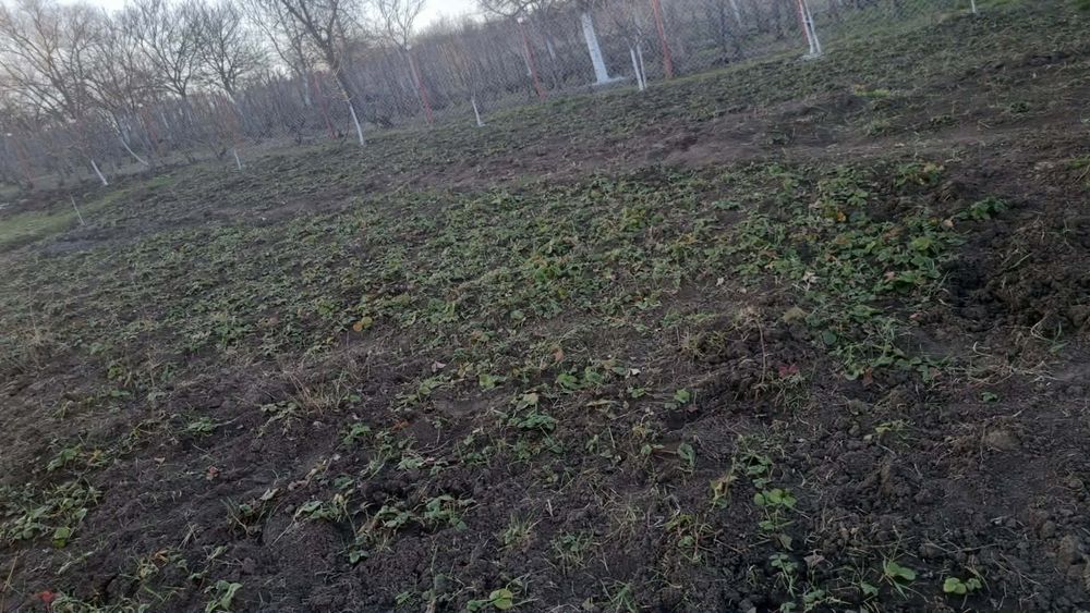 Vând stoloni de capsuni