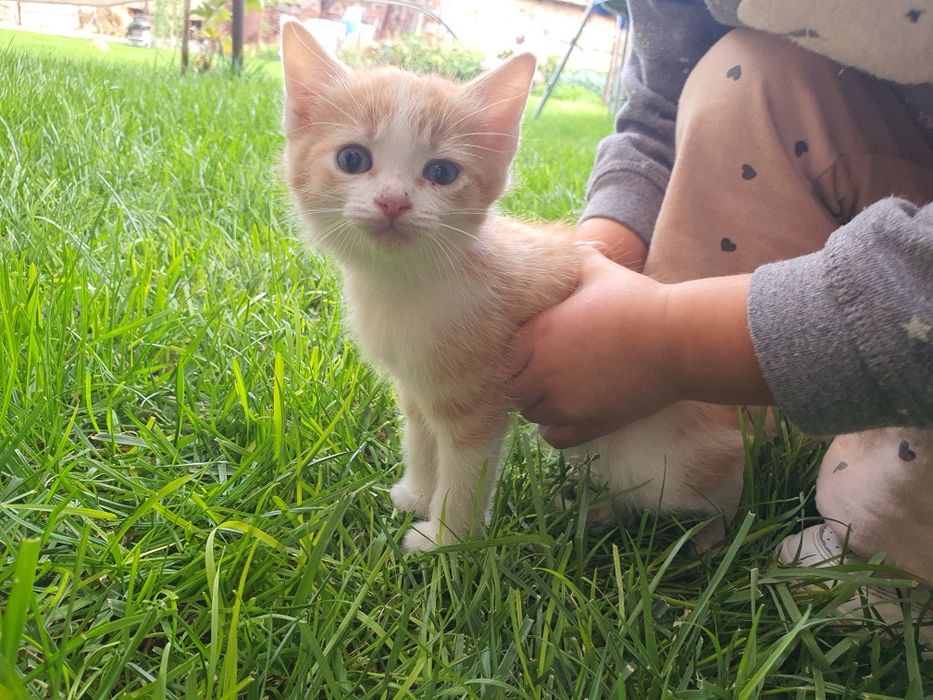 Подарявам котета