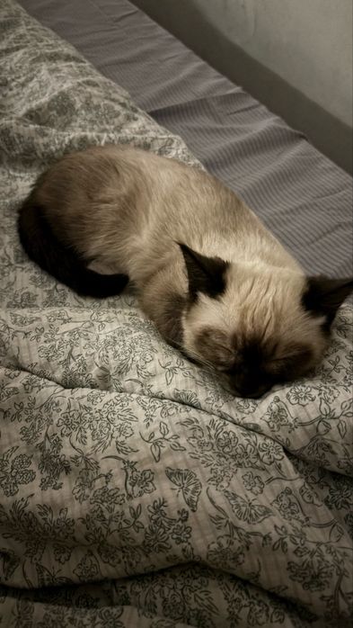 Сиамская кошка в добрые руки