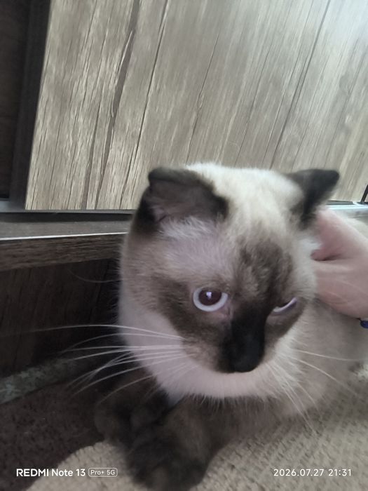 Продаётся кошечка
