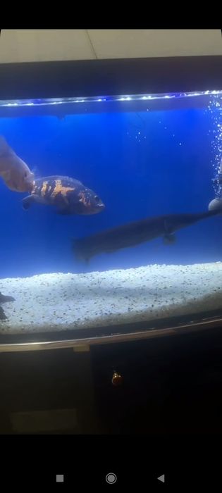 Продам Аквариумные Рыбки