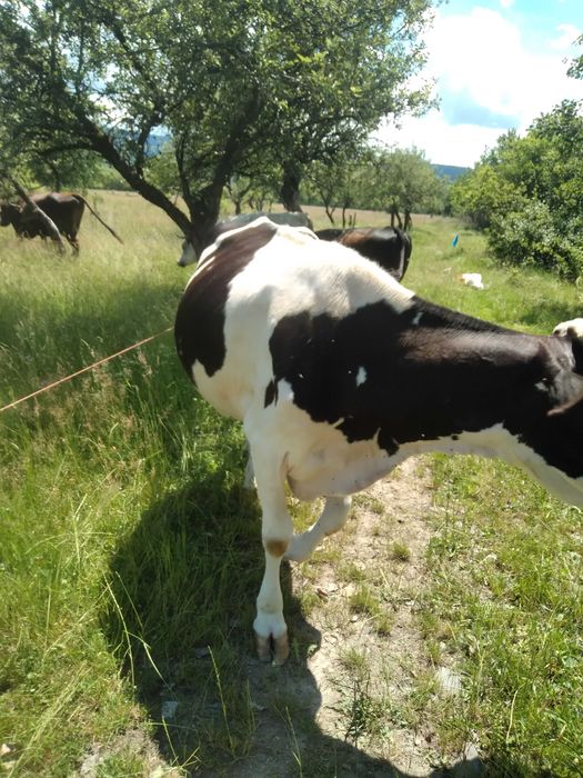 Animale de vânzare