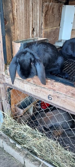 Iepuri din rasa berbec german