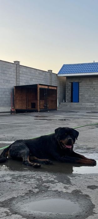 Продам Ротфейлера